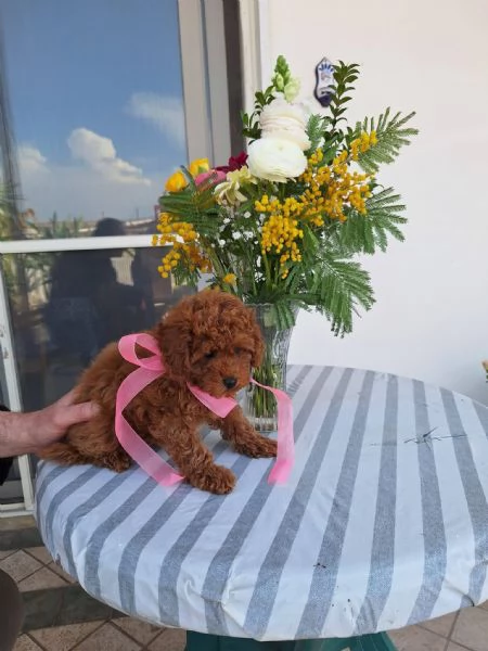 Toy poodle puppies | Foto 0