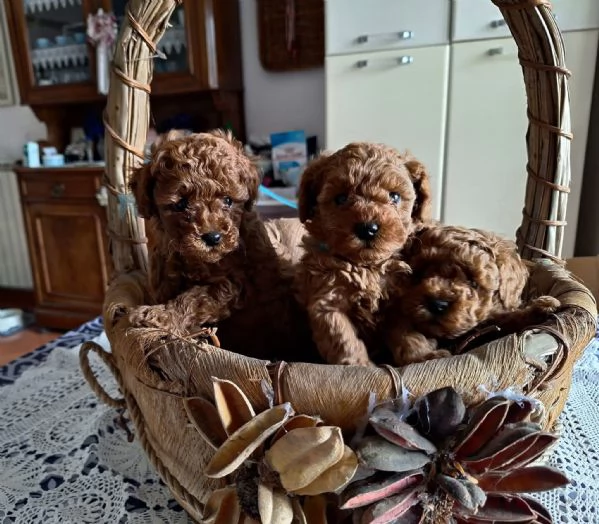 Toy poodle puppies