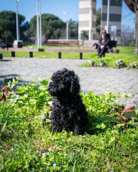Toy poodle puppies