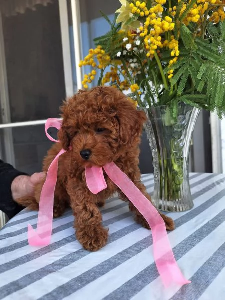 Toy poodle puppies | Foto 1