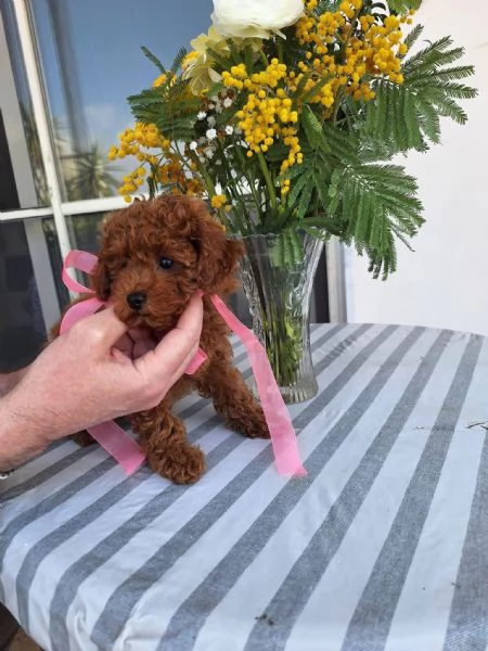 Toy poodle puppies | Foto 0