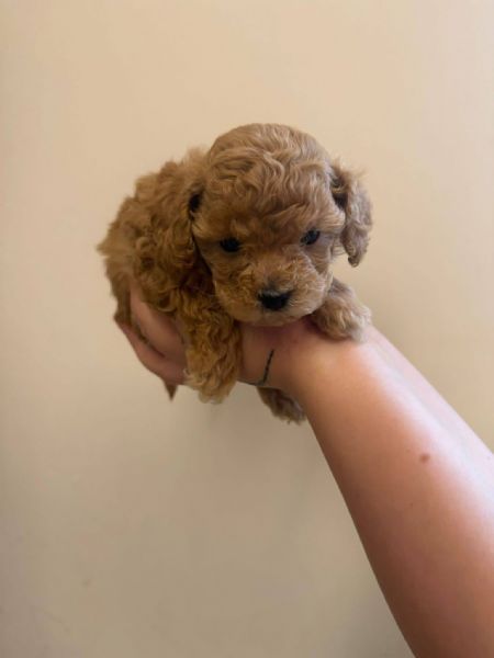 Toy poodle puppies | Foto 1