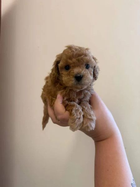 Toy poodle puppies
