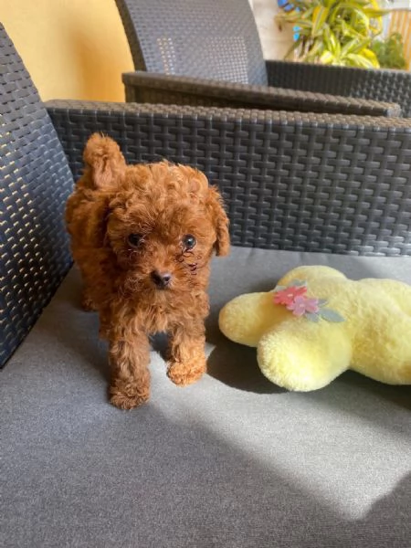Toy poodle puppies