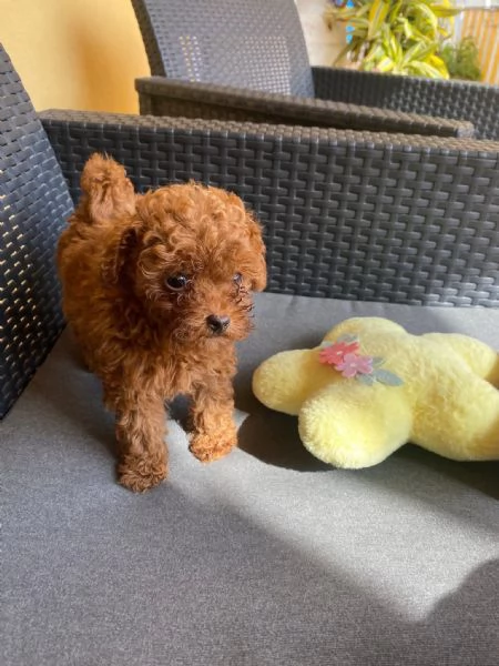 Toy poodle puppies | Foto 1