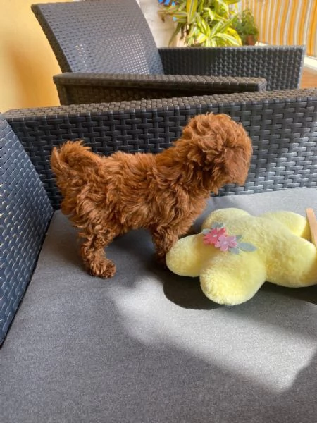 Toy poodle puppies | Foto 0