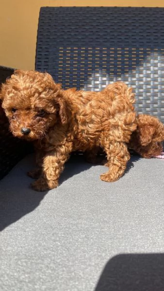 Toy poodle puppies | Foto 1
