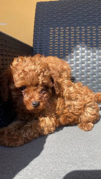 Toy poodle puppies | Foto 0