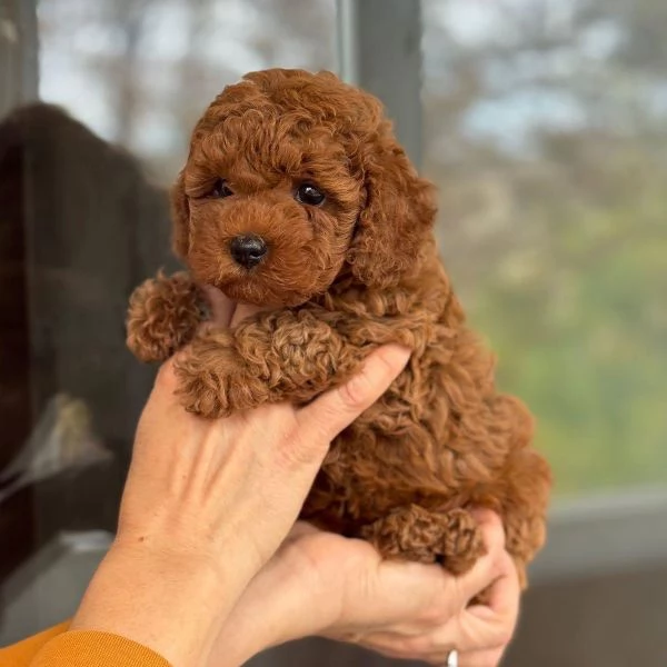 Toy poodle puppies