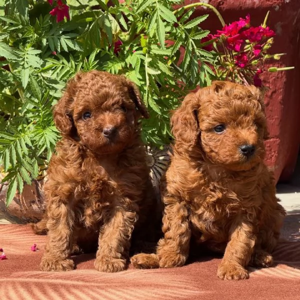 Toy poodle puppies | Foto 0