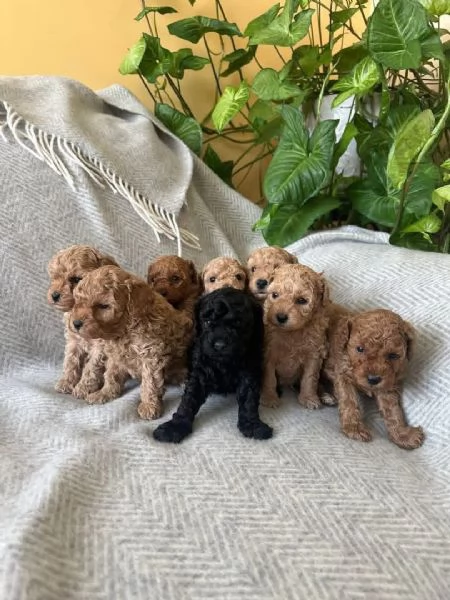 Toy poodle puppies | Foto 0