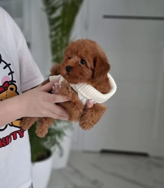 Toy poddle puppies