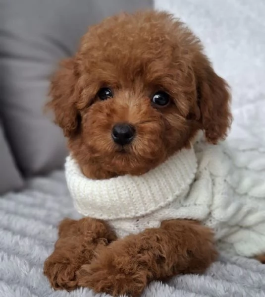 Toy poddle puppies | Foto 2