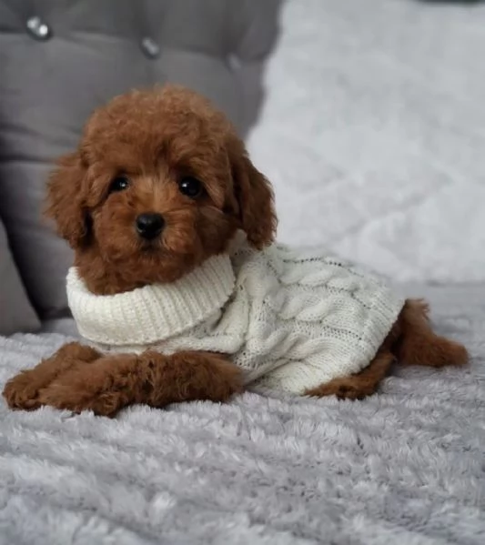 Toy poddle puppies | Foto 1