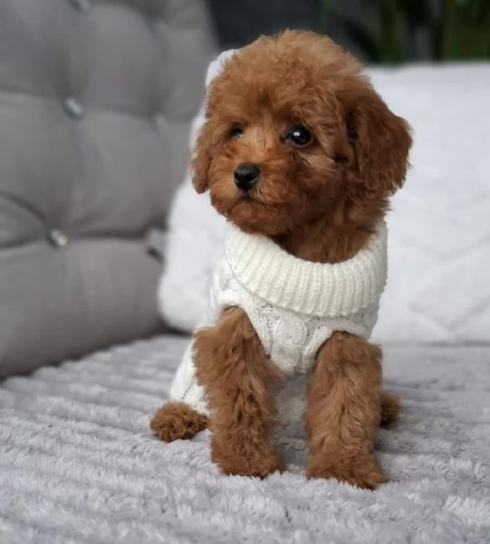 Toy poddle puppies | Foto 0