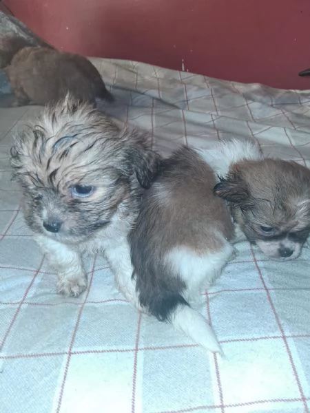 Cuccioli chihuahua/shitzu | Foto 2