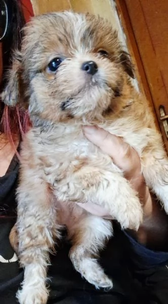 Cuccioli chihuahua/shitzu | Foto 1