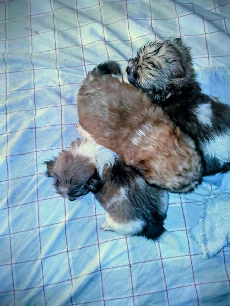 Cuccioli chihuahua/shitzu | Foto 0