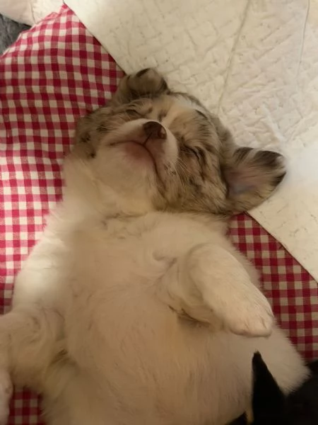 Vendita cuccioli chihuahua | Foto 1