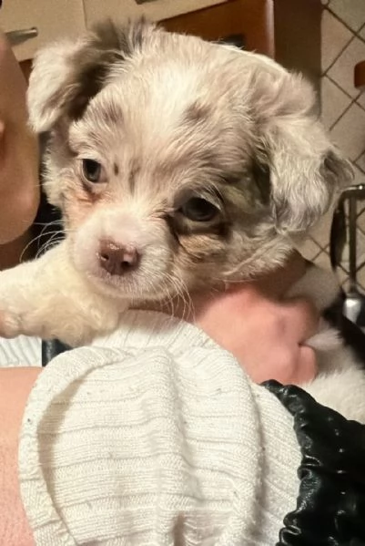 Vendita cuccioli chihuahua