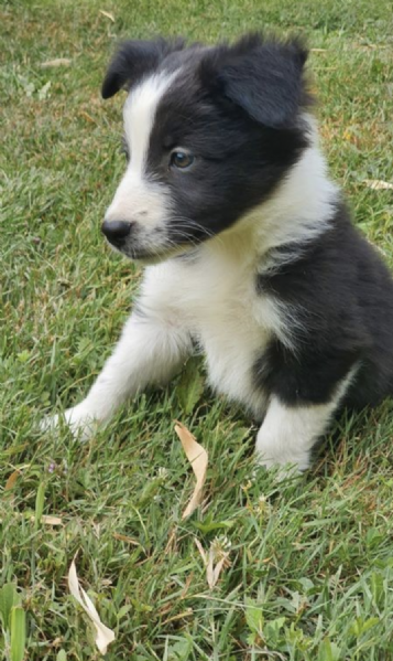 REGALO BORDER COLLIE  | Foto 0