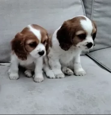 cuccioli cavalier king maschi e femmine