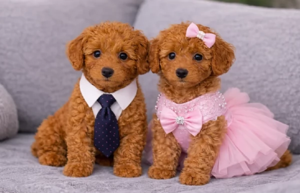 Piccola Taglia Barbonciinii Rosso