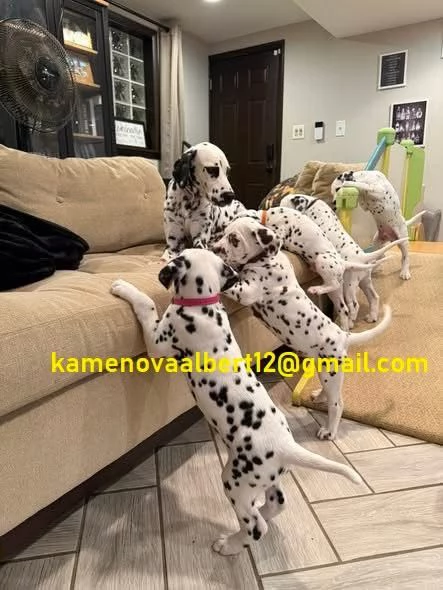 Cuccioli di dalmata