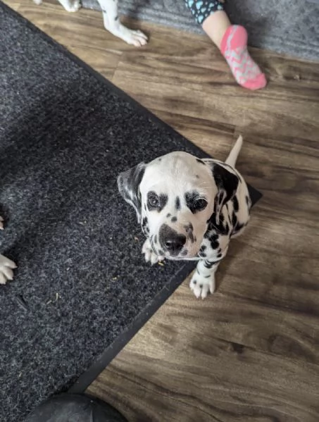 Cuccioli di dalmata disponibili  | Foto 0