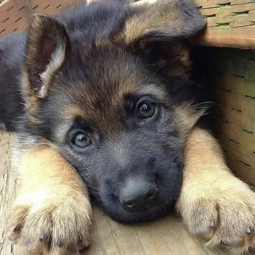 disponibili cuccioli pastore tedesco | Foto 0