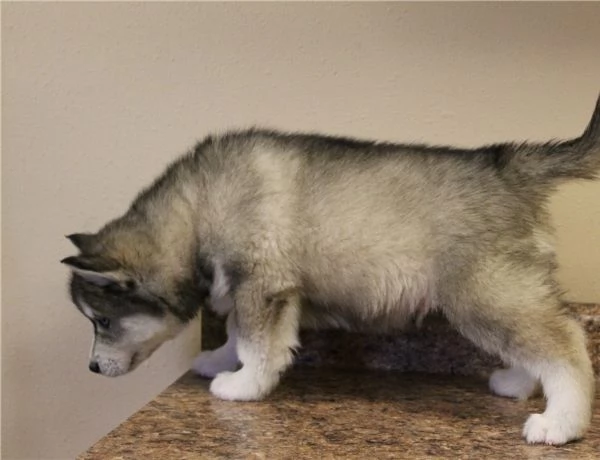 Cuccioli di Siberian Husky dagli occhi azzurri pronti per l'adozione. | Foto 1