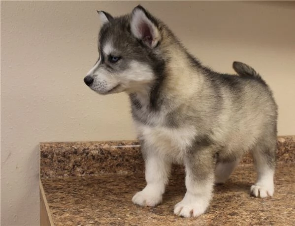 Cuccioli di Siberian Husky dagli occhi azzurri pronti per l'adozione. | Foto 0