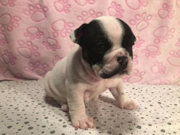 Adorabili cuccioli di Bulldog inglese