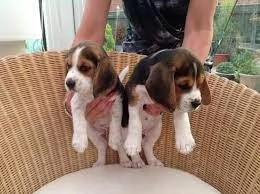 Cuccioli di Beagle tricolore disponibili subito