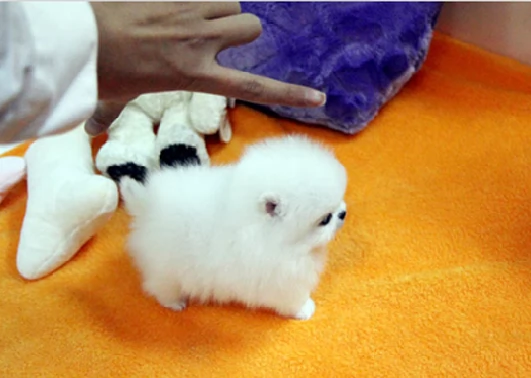 Due splendidi cuccioli di Pomerania di taglia T
