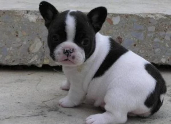 Cuccioli di Bulldog Francese ben addestrati in adozione