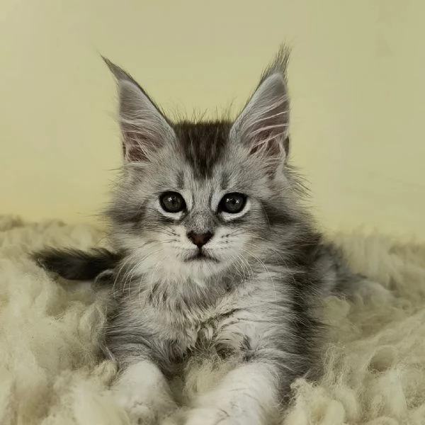 Cuccioli Maine Coon maschi e femmine!!!