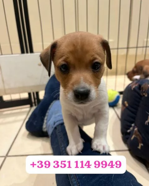 Regalo cuccioli di Jack Russel maschio e femmina | Foto 0