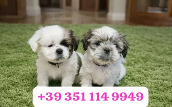 Regalo cuccioli di Shitzu maschio e femmina