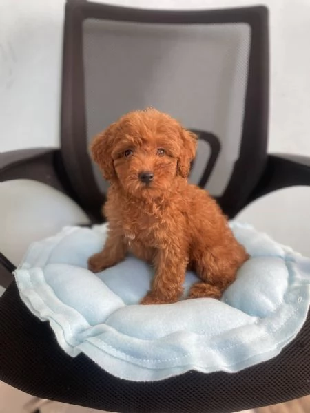 Cuccioli di Barboncini taglia piccola