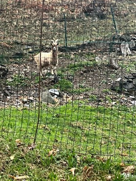 Becco dell'Adamello  | Foto 6