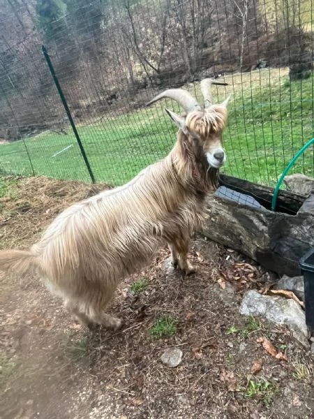 Becco dell'Adamello  | Foto 5