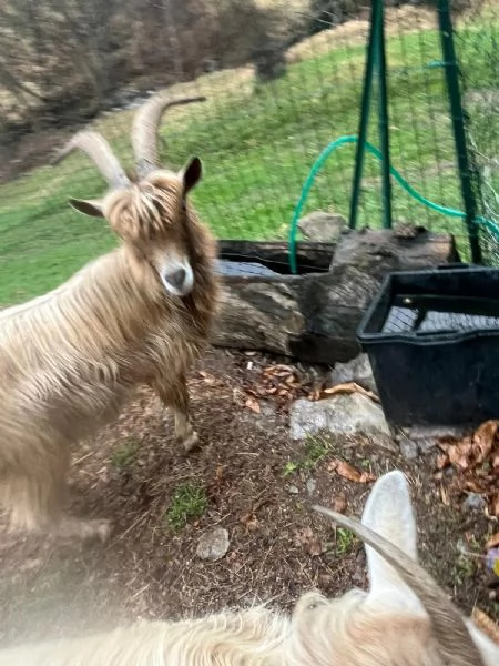 Becco dell'Adamello  | Foto 4