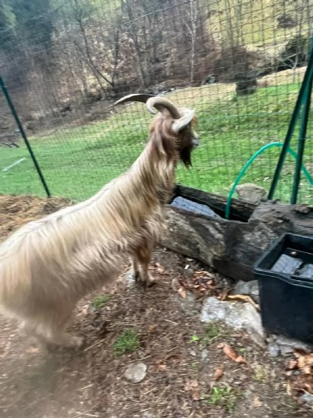 Becco dell'Adamello  | Foto 3