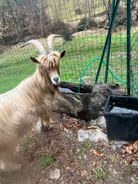 Becco dell'Adamello  | Foto 2