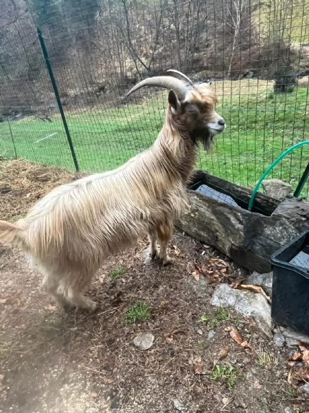 Becco dell'Adamello  | Foto 1