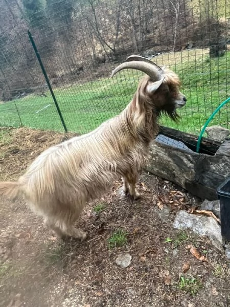 Becco dell'Adamello  | Foto 0