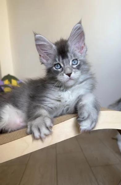 Maine Coon, Gattini di Razza Purezza  Disponibili Subito! | Foto 0