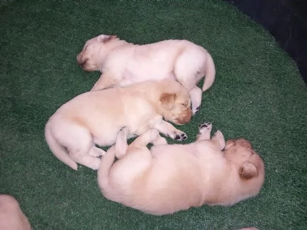 Adorabile Golden Retriever 