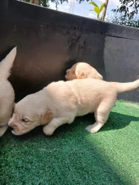 Adorabile Golden Retriever  | Foto 1